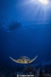 "Loggerhead Youngster"
This is by far the smallest Logge... by Chase Darnell 